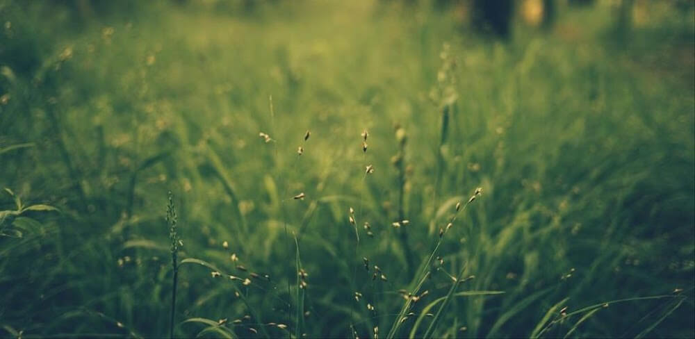 Wallcraft v3.60.0 MOD APK Download