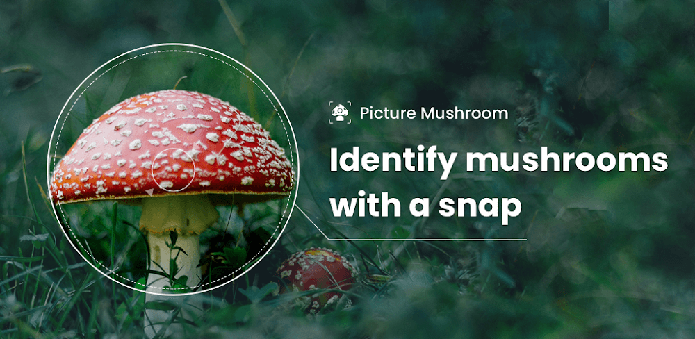 Picture Mushroom MOD APK v2.9.31 Premium Unlocked Download