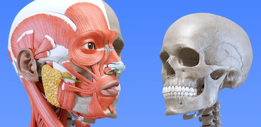 Anatomy 3D Atlas v7.0.6 MOD APK Download (Premium Unlocked)