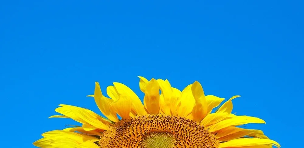 Simulator of Ukraine Premium v1.0.11 MOD APK Game Download